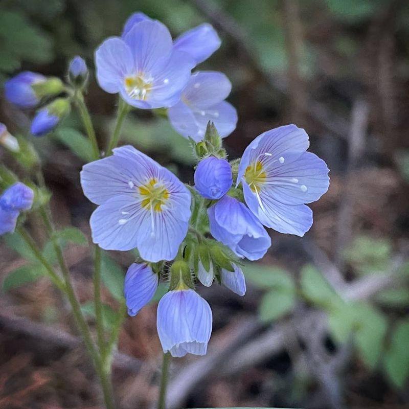 Jacob’s Ladder