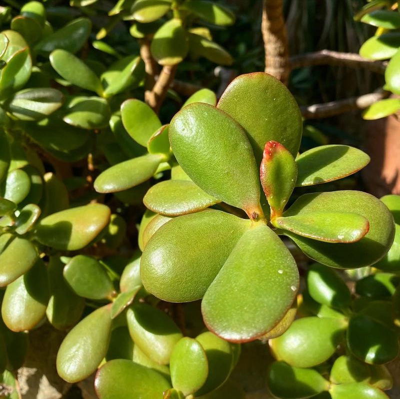 Jade Plant