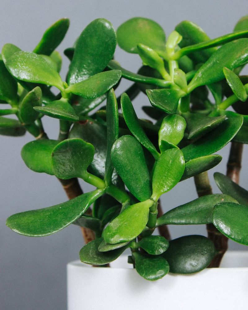 Jade Plant