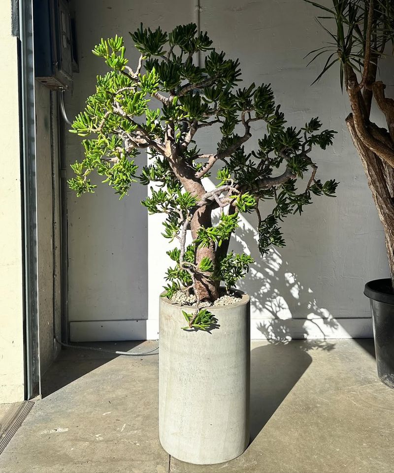 Jade Plant