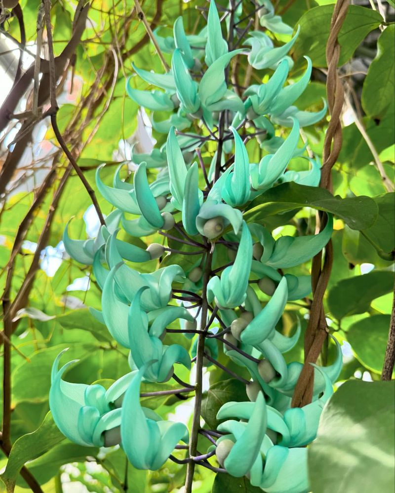 Jade Vine