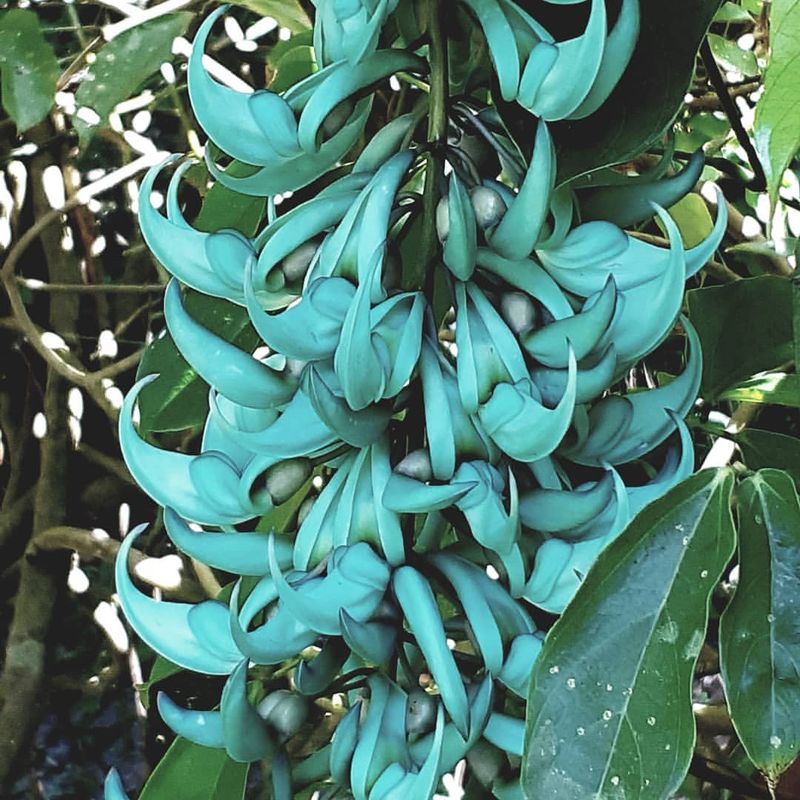 Jade Vine