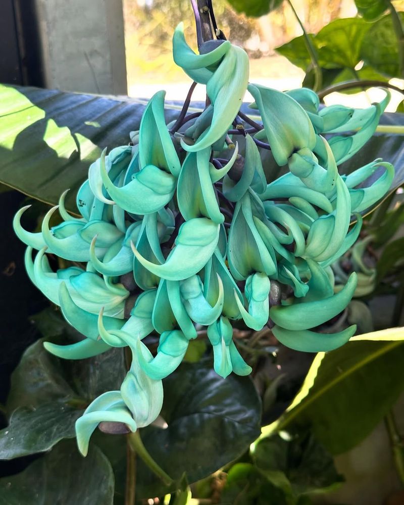 Jade Vine