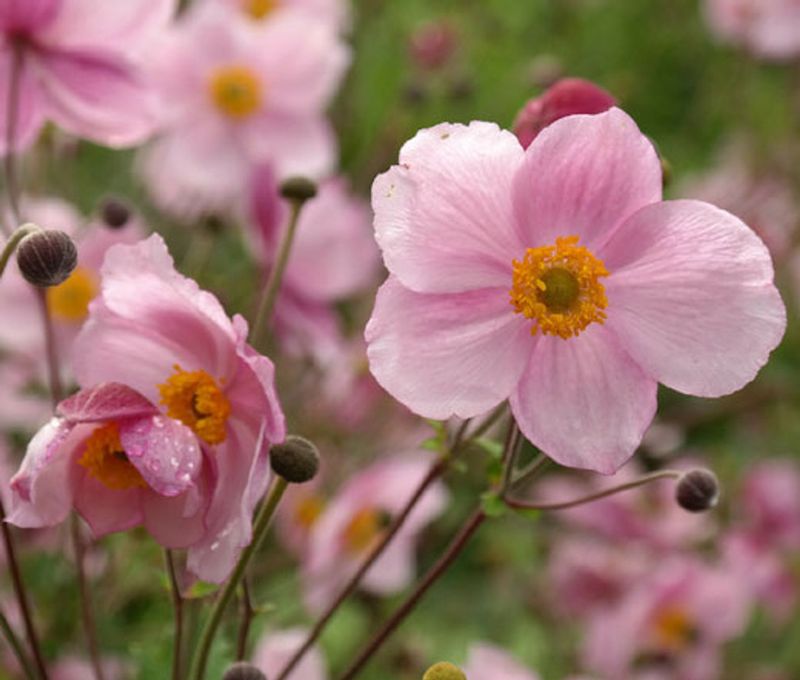 Japanese Anemone