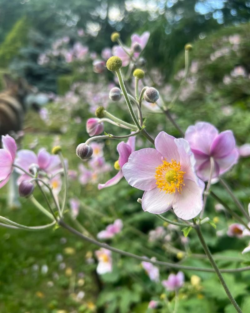 Japanese Anemone