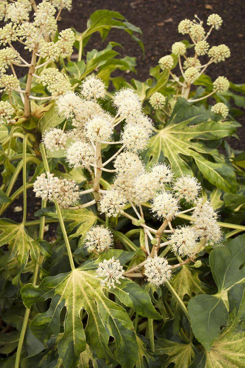 Japanese Aralia