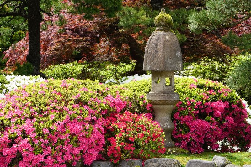 Japanese Azaleas