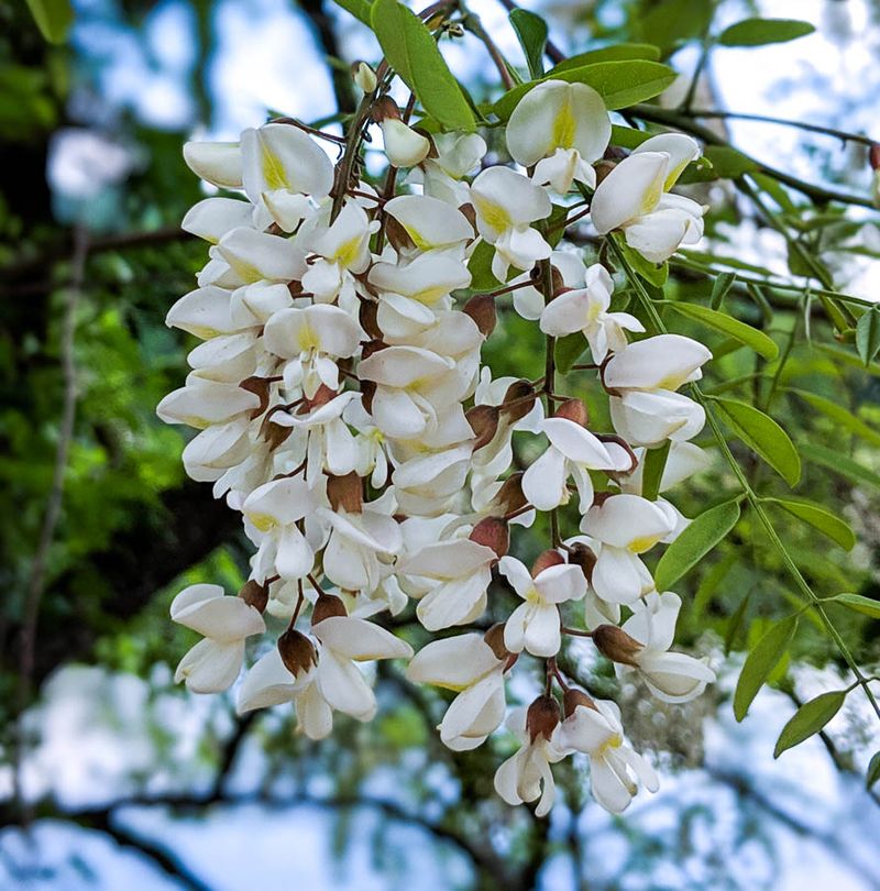 Black Locust