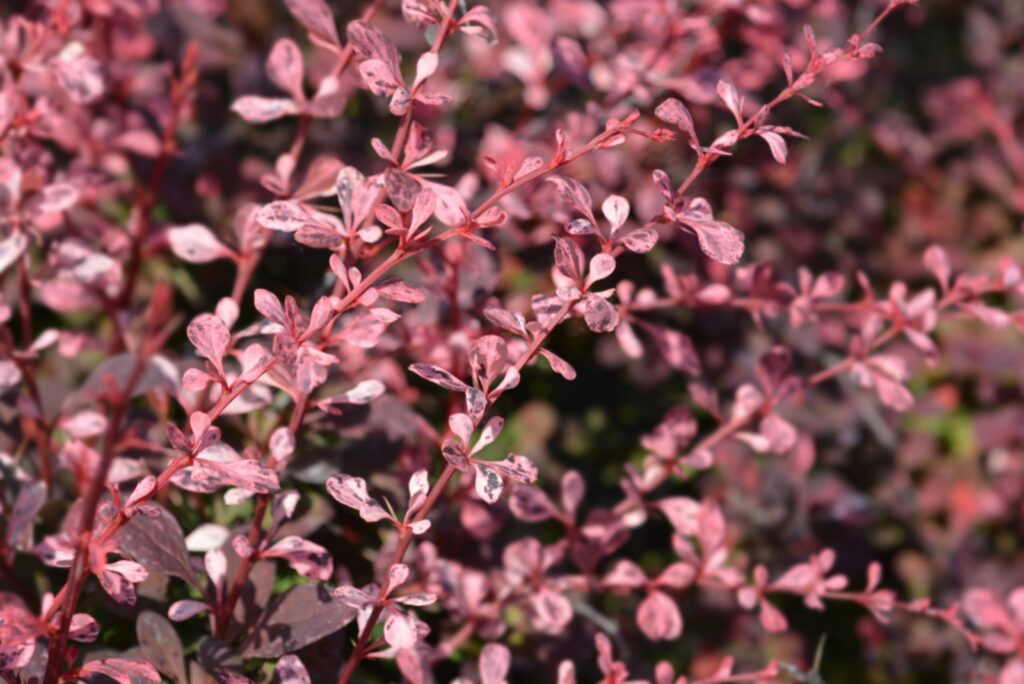 Japanese Barberry