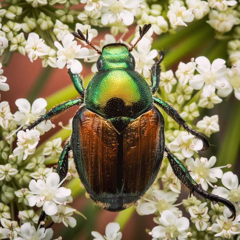 Japanese Beetles