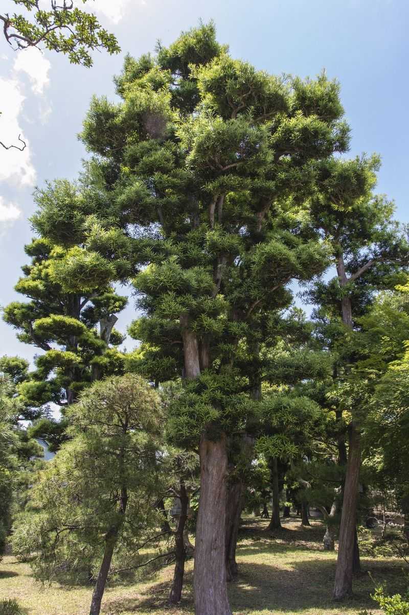 Japanese Black Pine