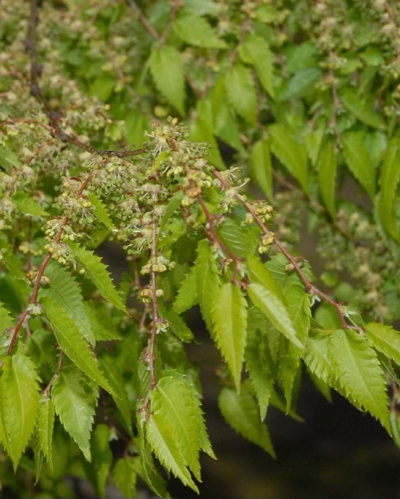 Zelkova