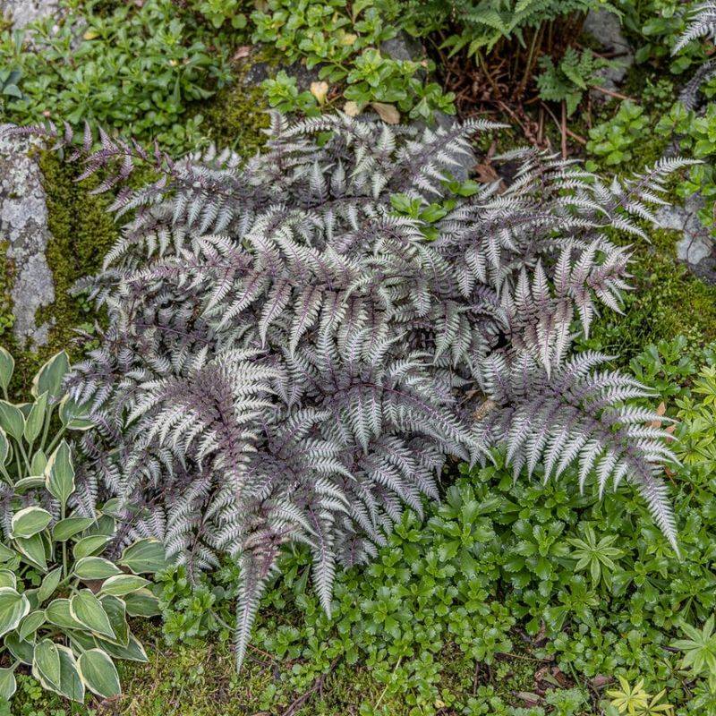 Japanese Ferns