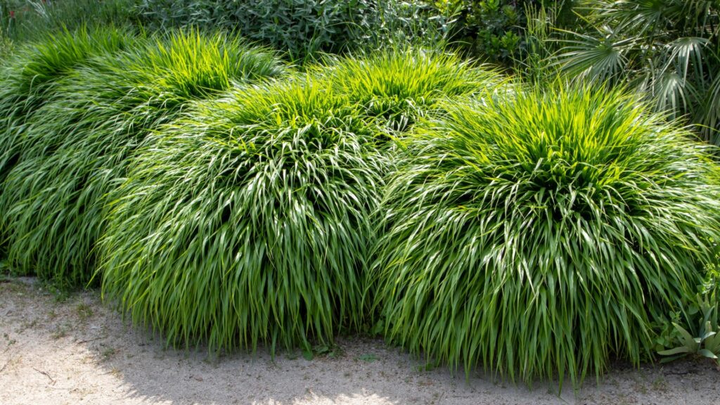 japanese forest grass