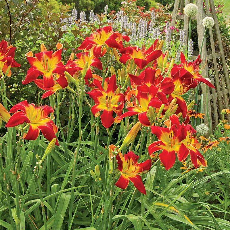 Daylilies (Hemerocallis)