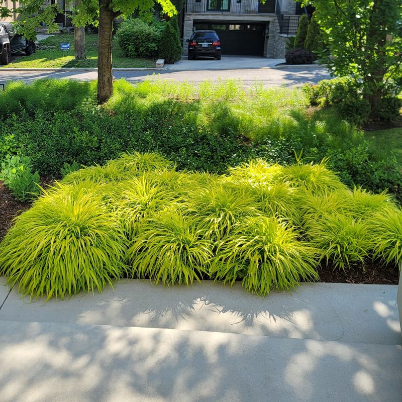 Japanese Forest Grass