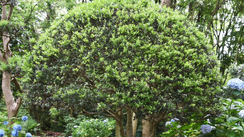 Japanese holly