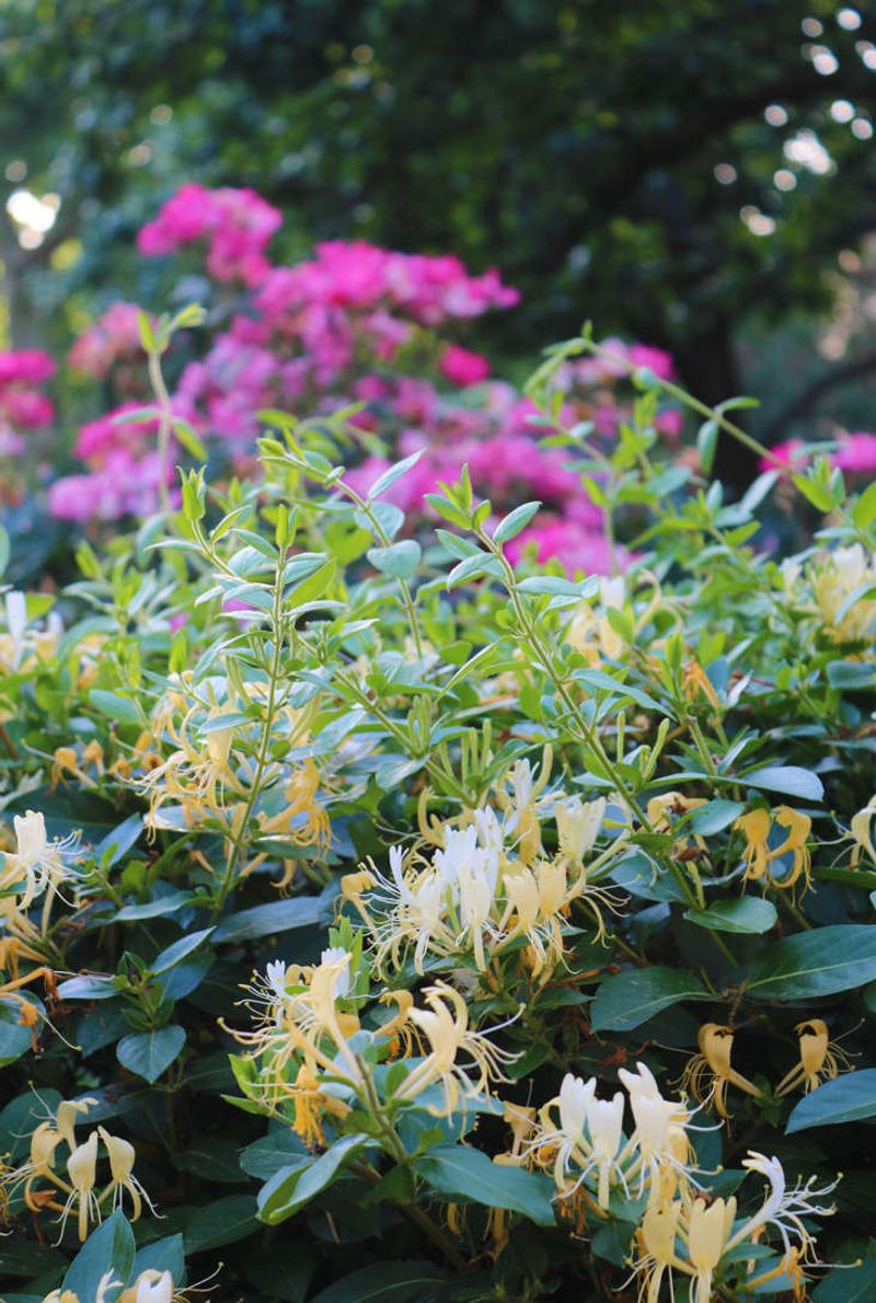 Japanese Honeysuckle