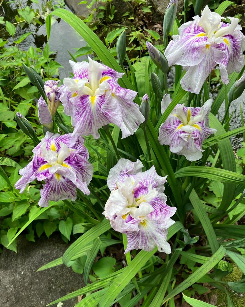 Japanese Iris