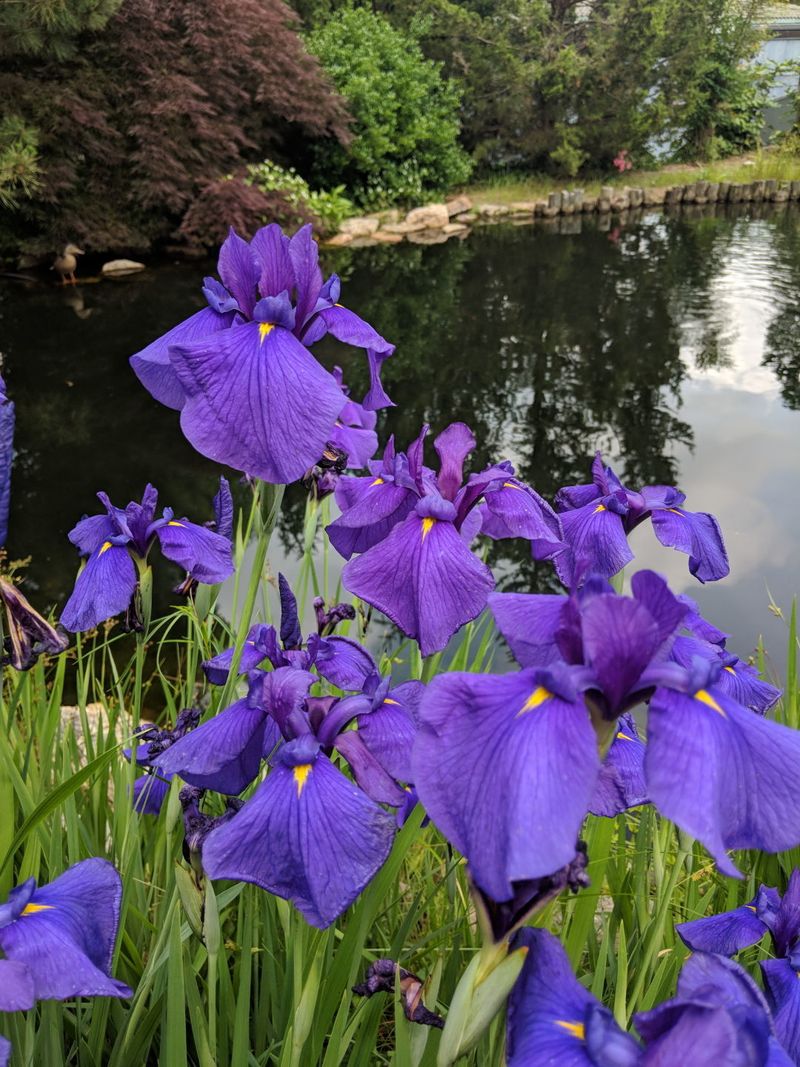 Japanese Irises