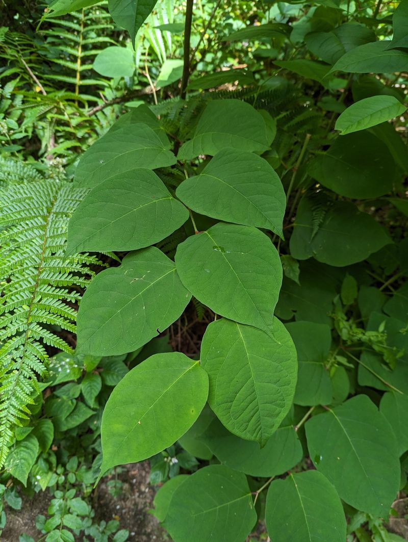 Japanese Knotweed