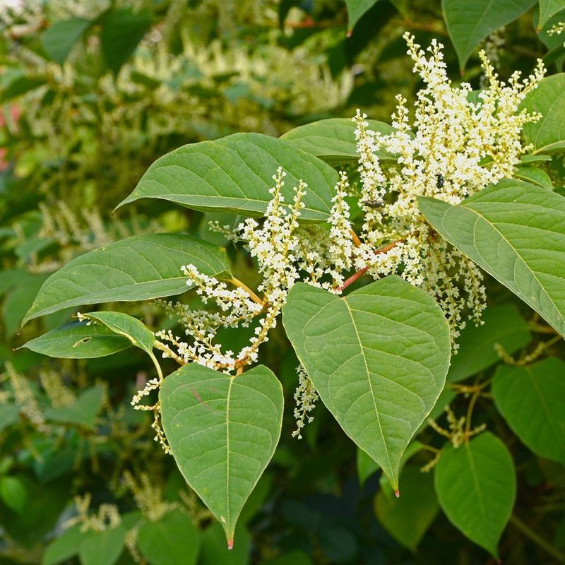 Japanese Knotweed