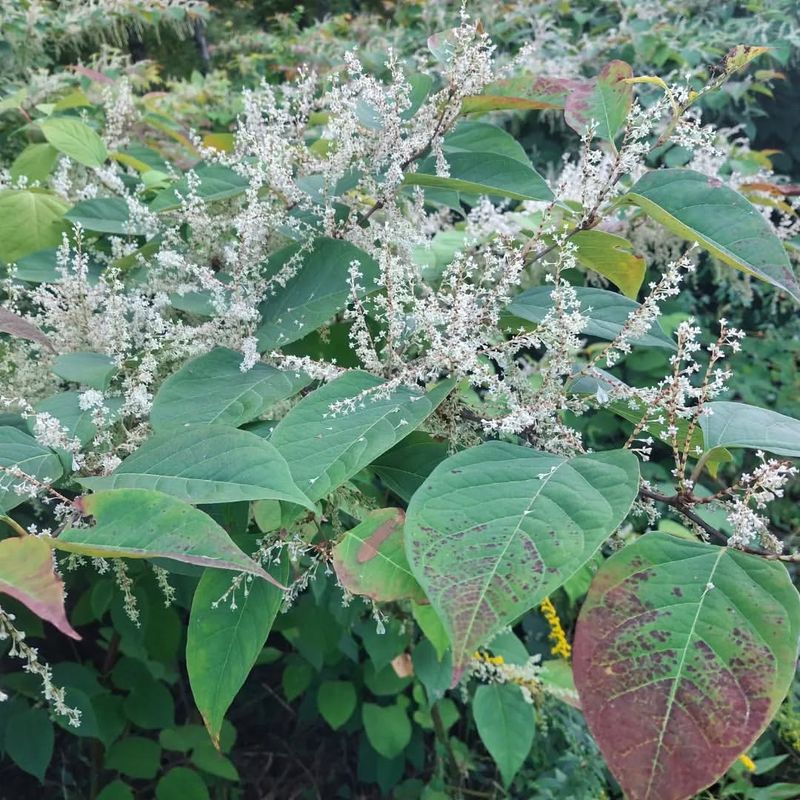 Japanese Knotweed