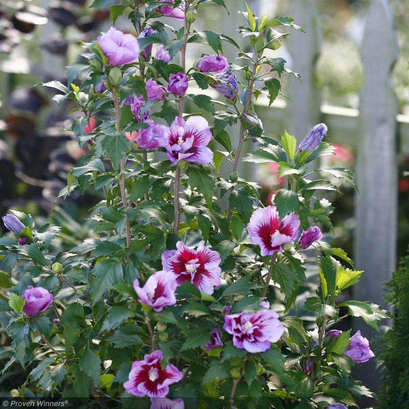 Rose of Sharon (Hibiscus syriacus)