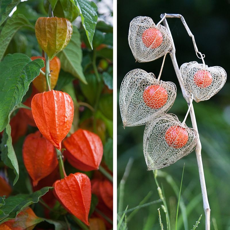 Japanese Lantern Plants