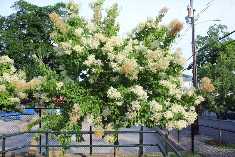 Japanese Lilac Tree