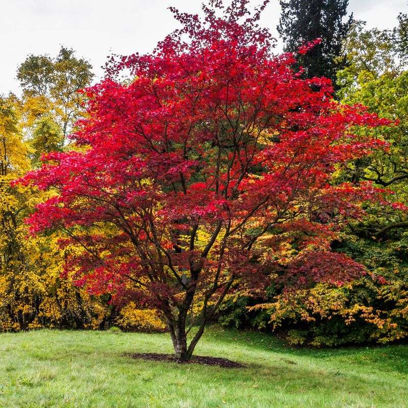 Japanese Maple