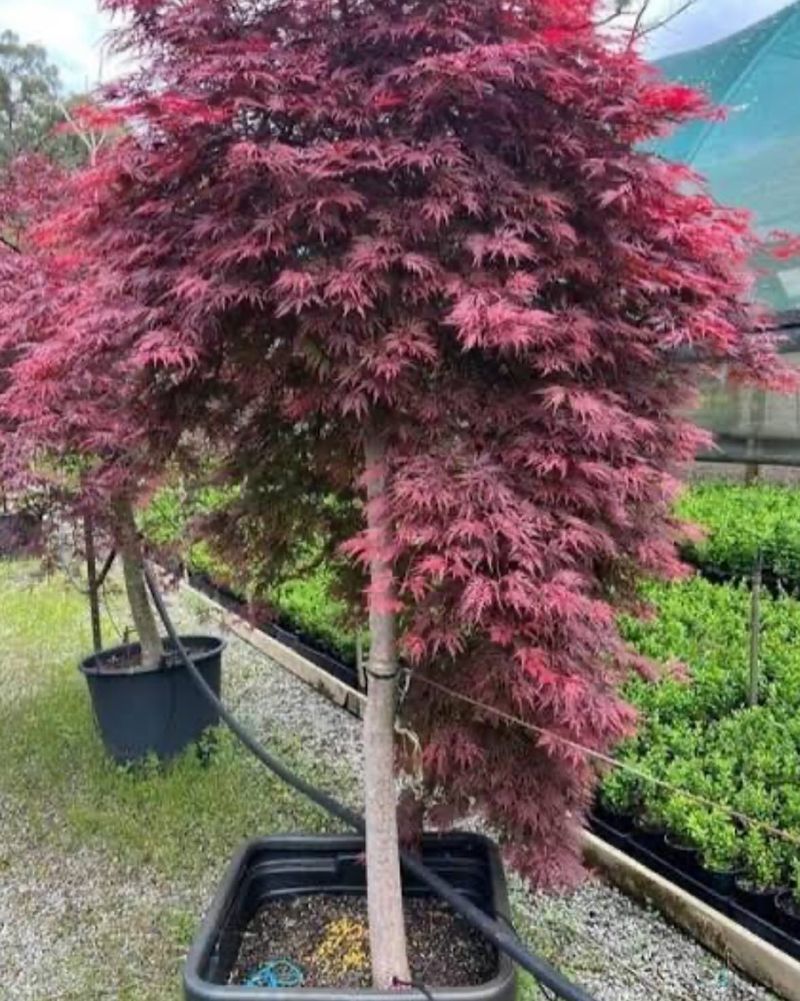 Japanese Maple