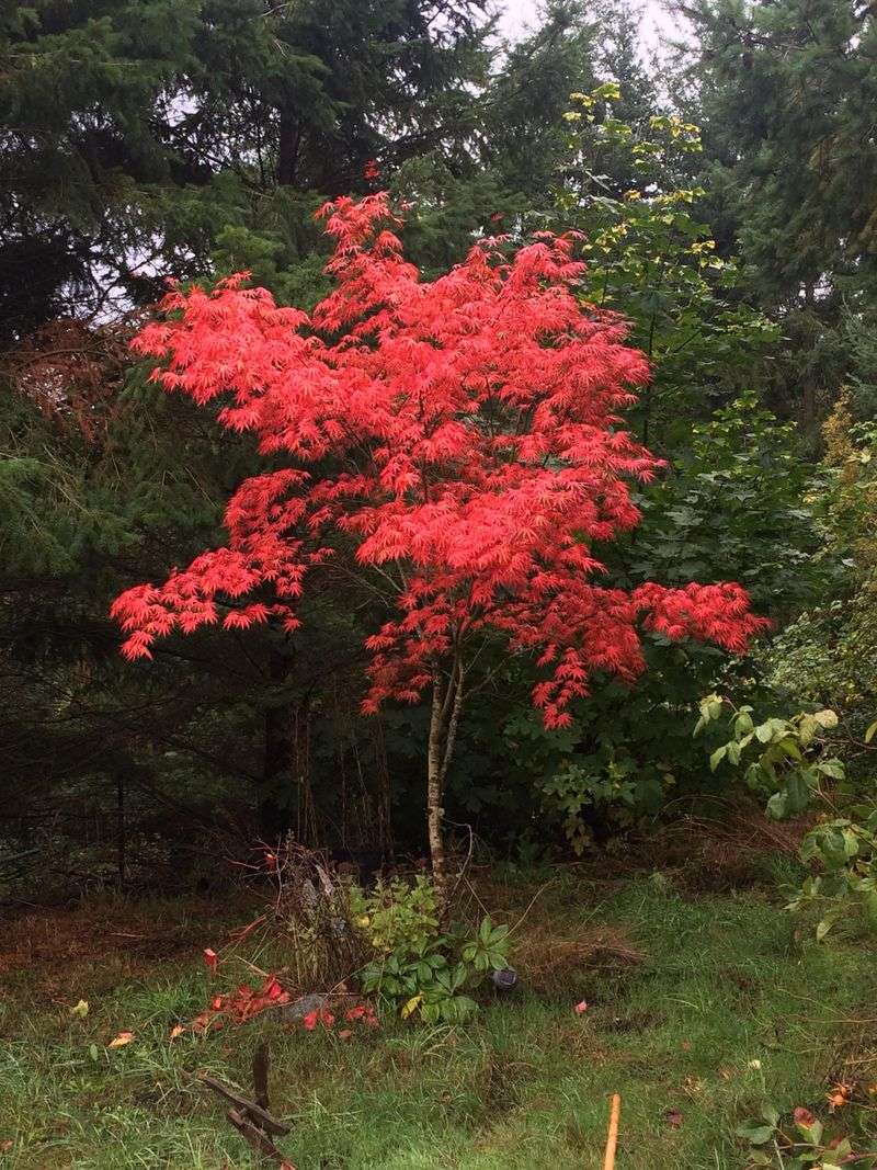 Japanese Maple