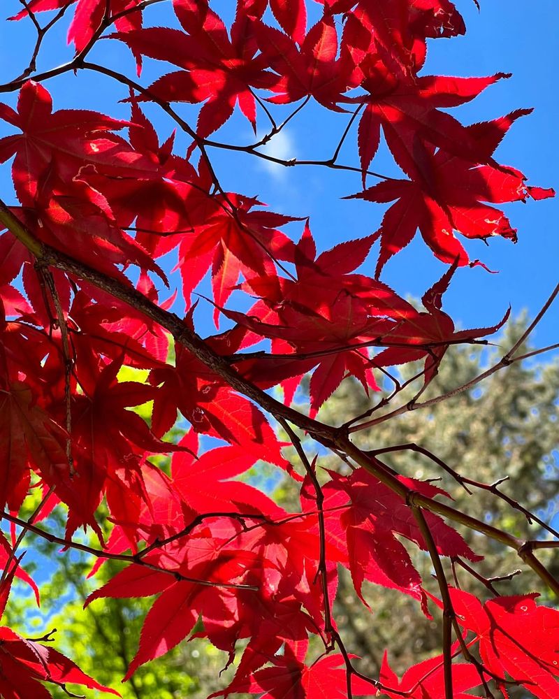 Japanese Maple