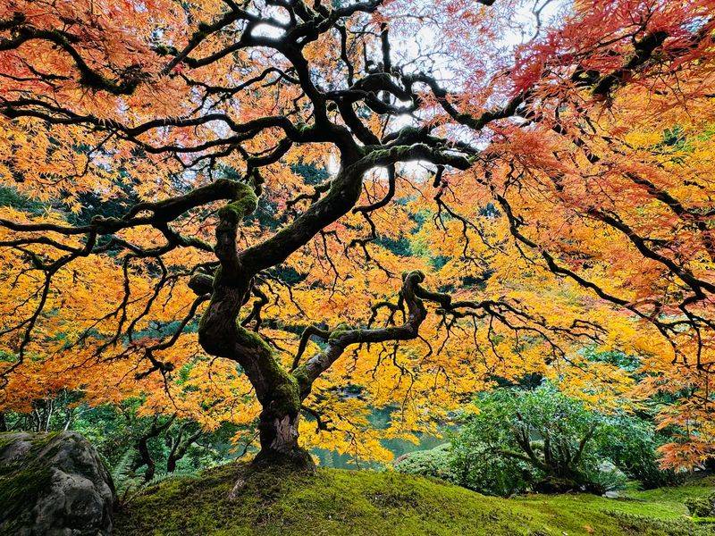 Japanese Maple Trees