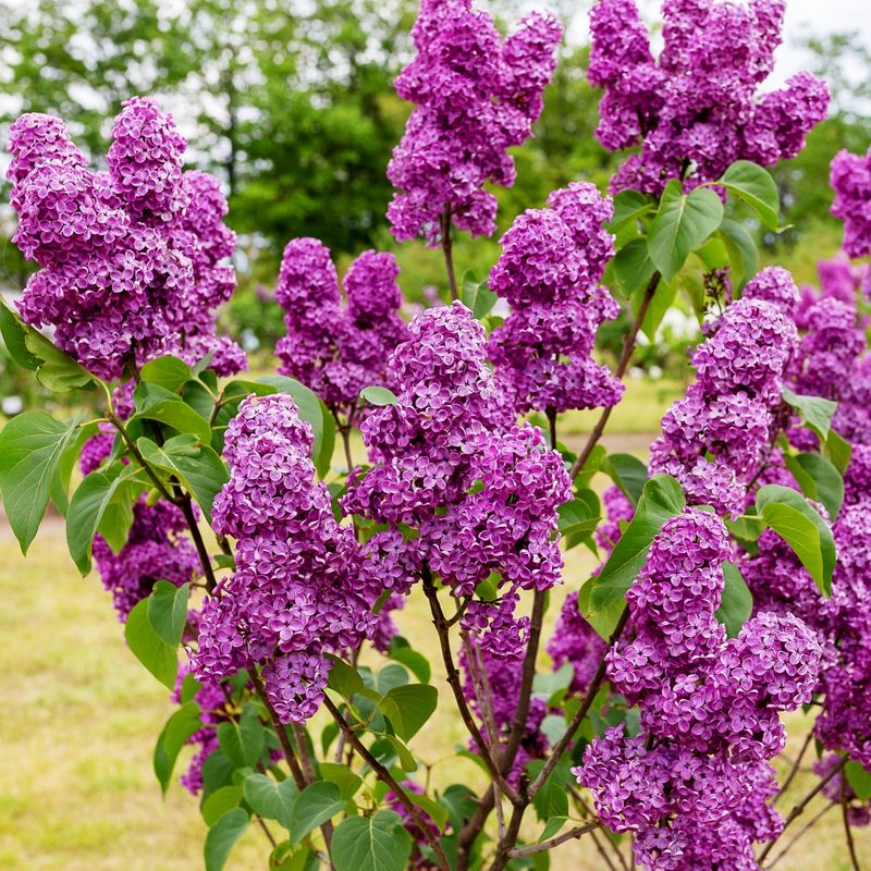 Lilac (Syringa vulgaris)