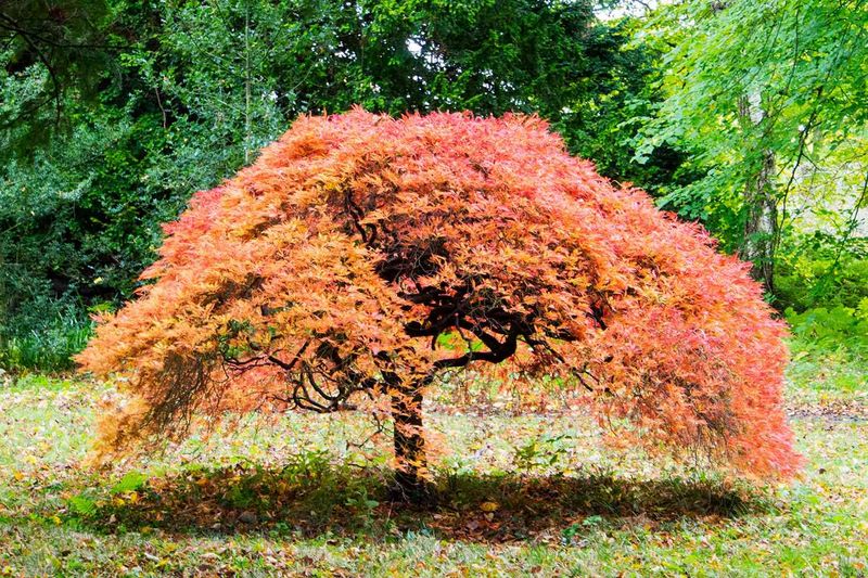 Japanese Maple