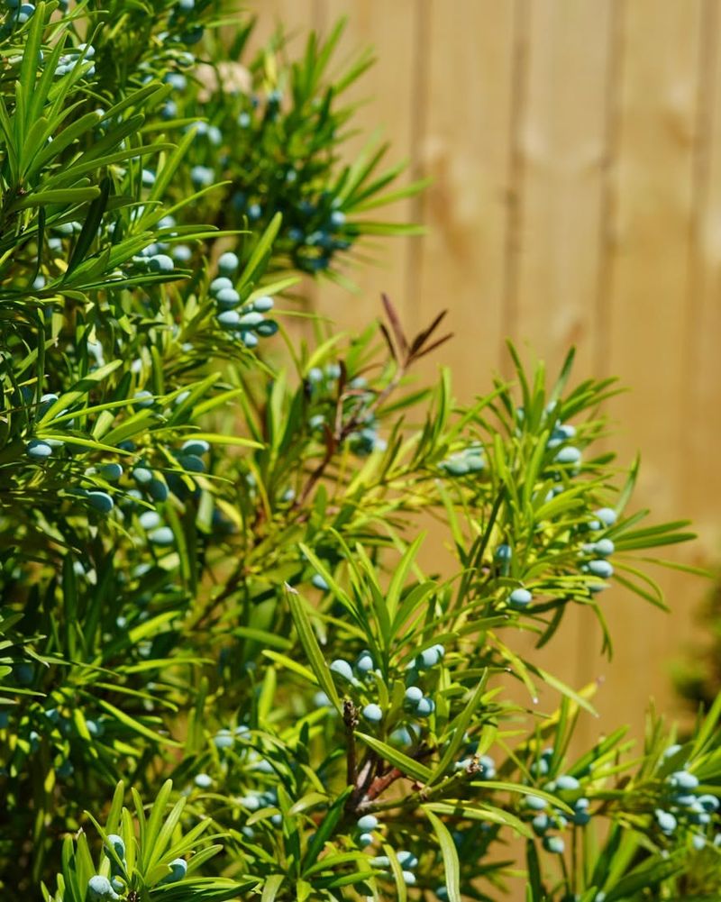 Japanese Yew