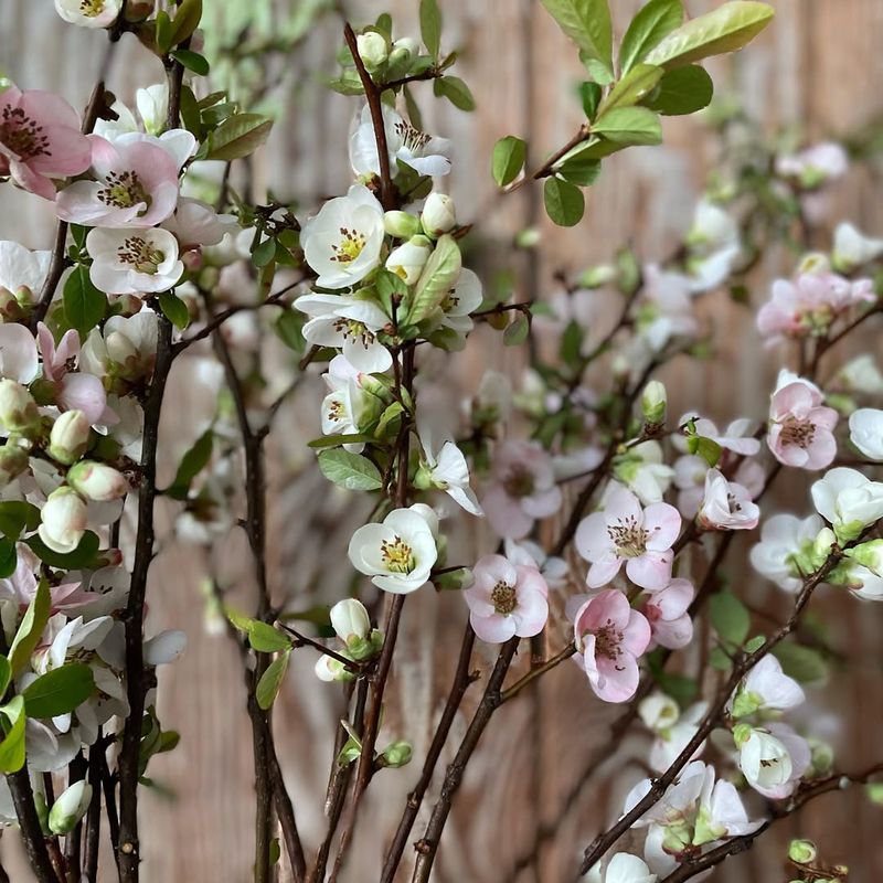 Japanese Quince