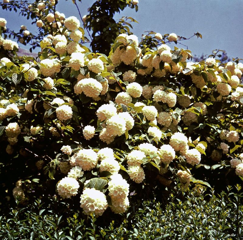 Japanese Snowball