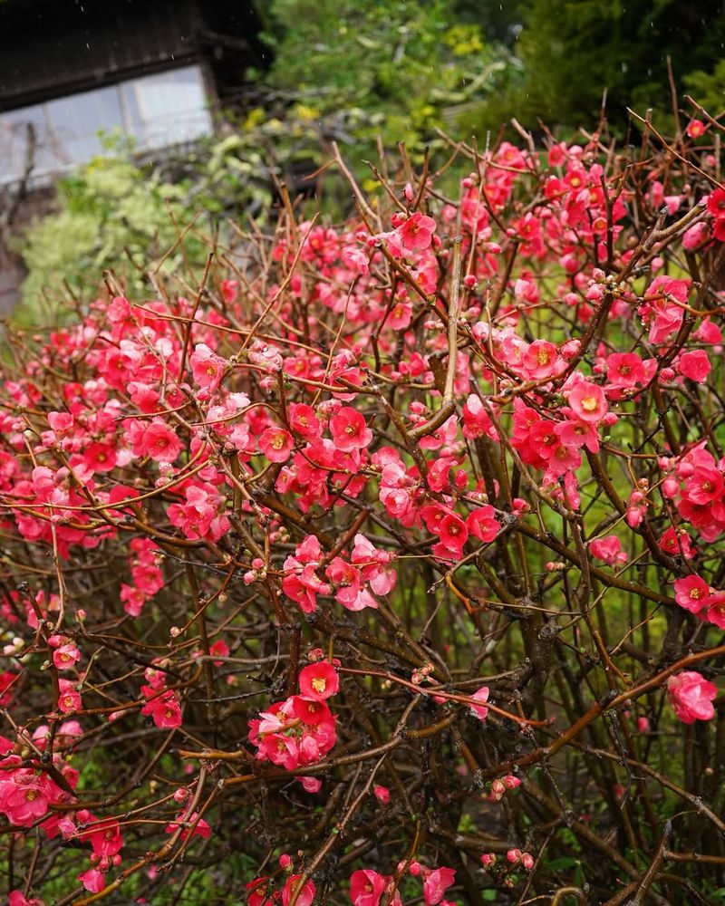 Japanese Quince