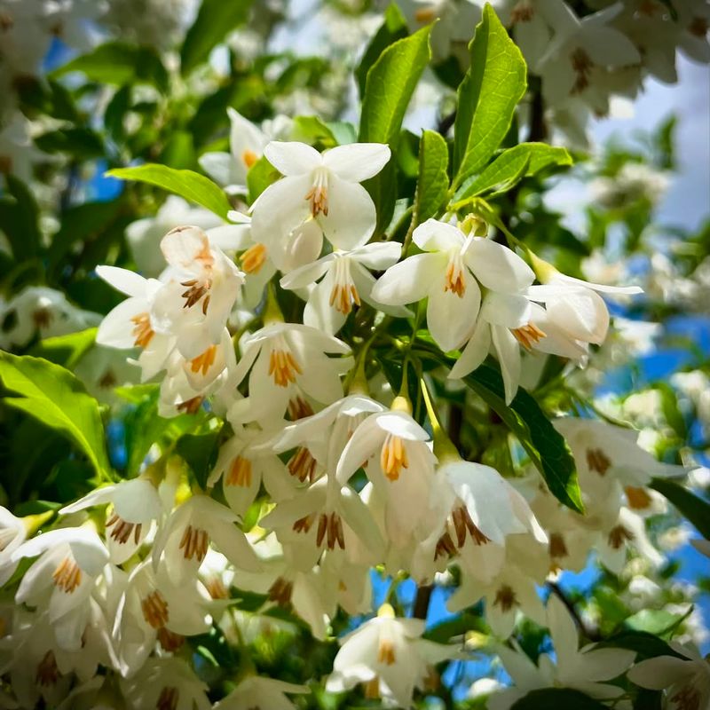 Japanese Snowbell