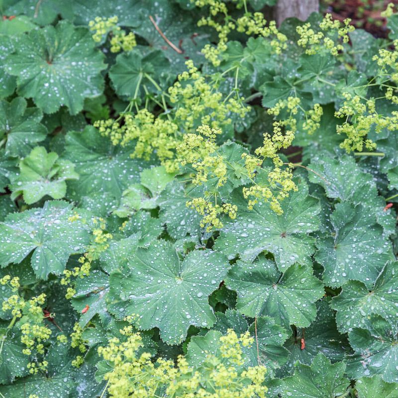 Japanese Spurge