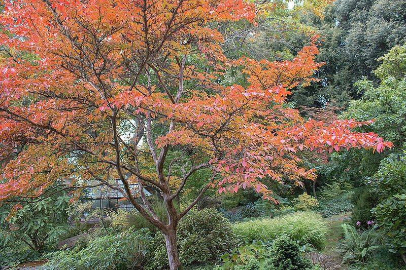 Japanese Stewartia