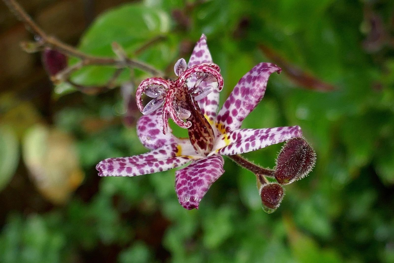 Japanese Toad Lily