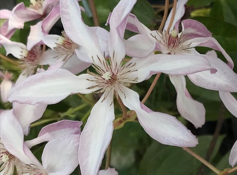 Japanese Clematis