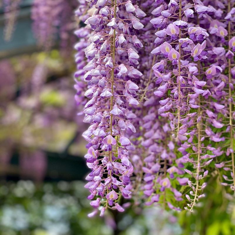 Japanese Wisteria