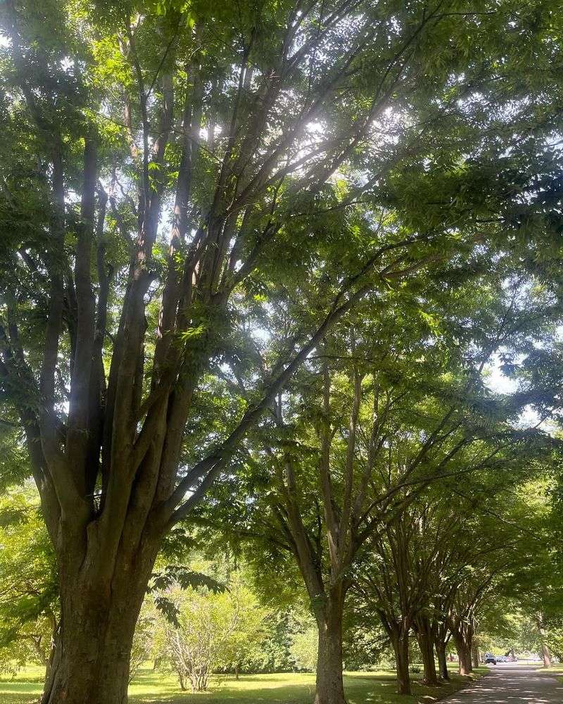 Japanese Zelkova