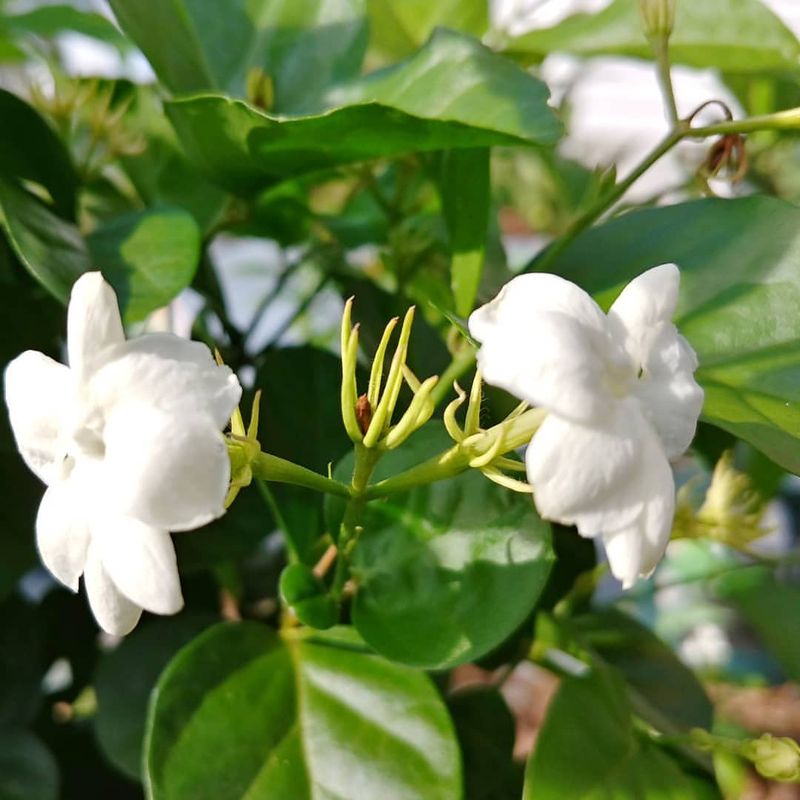 Jasminum Sambac