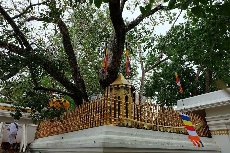 Jaya Sri Maha Bodhi